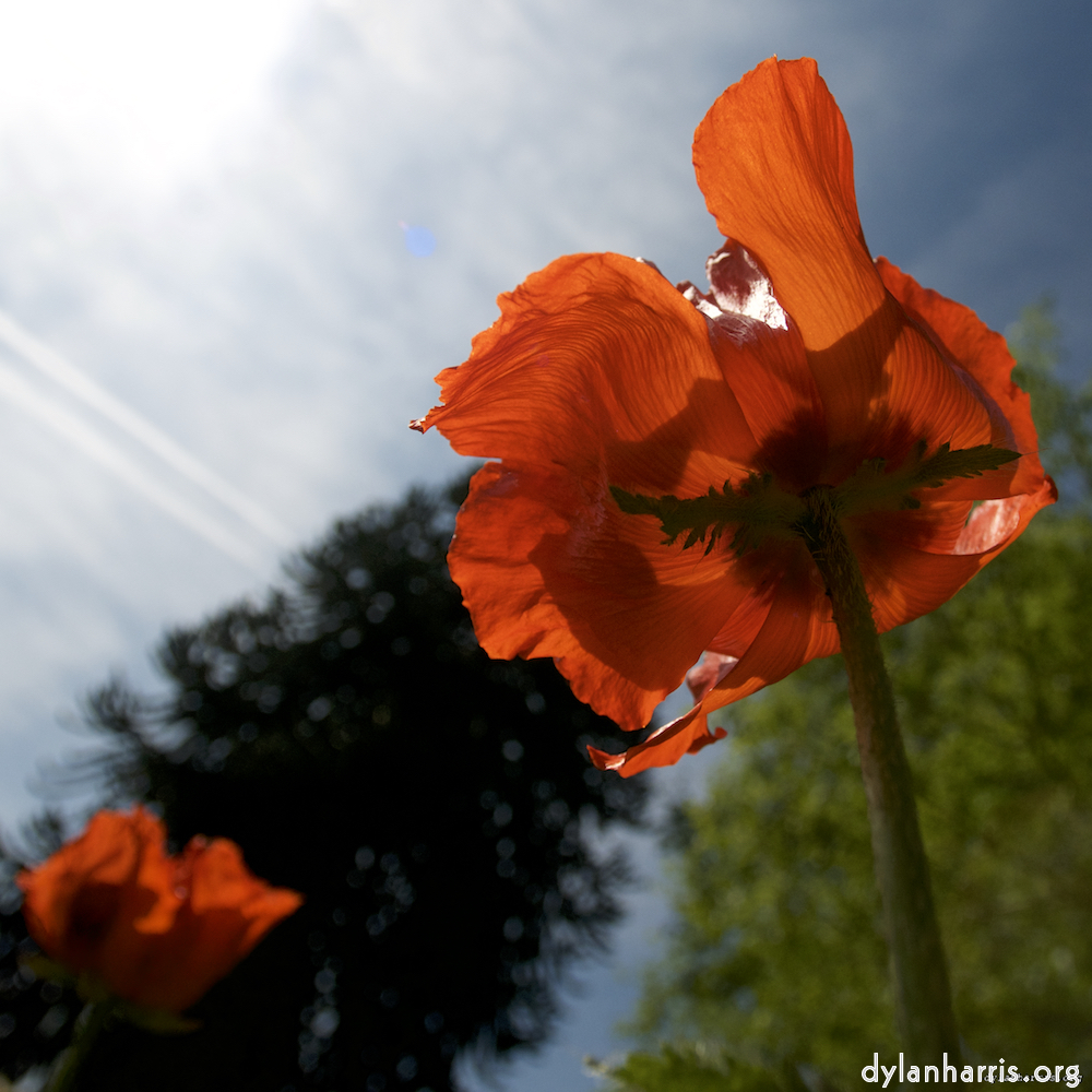 image: Dit is ‘escher bloemen (lx) 10’.