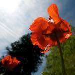 image: flowers of esch