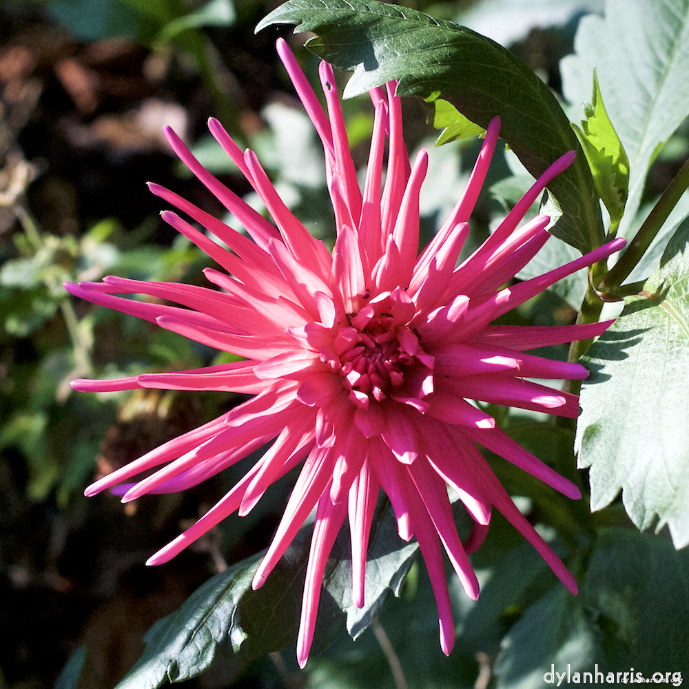 image: flowers