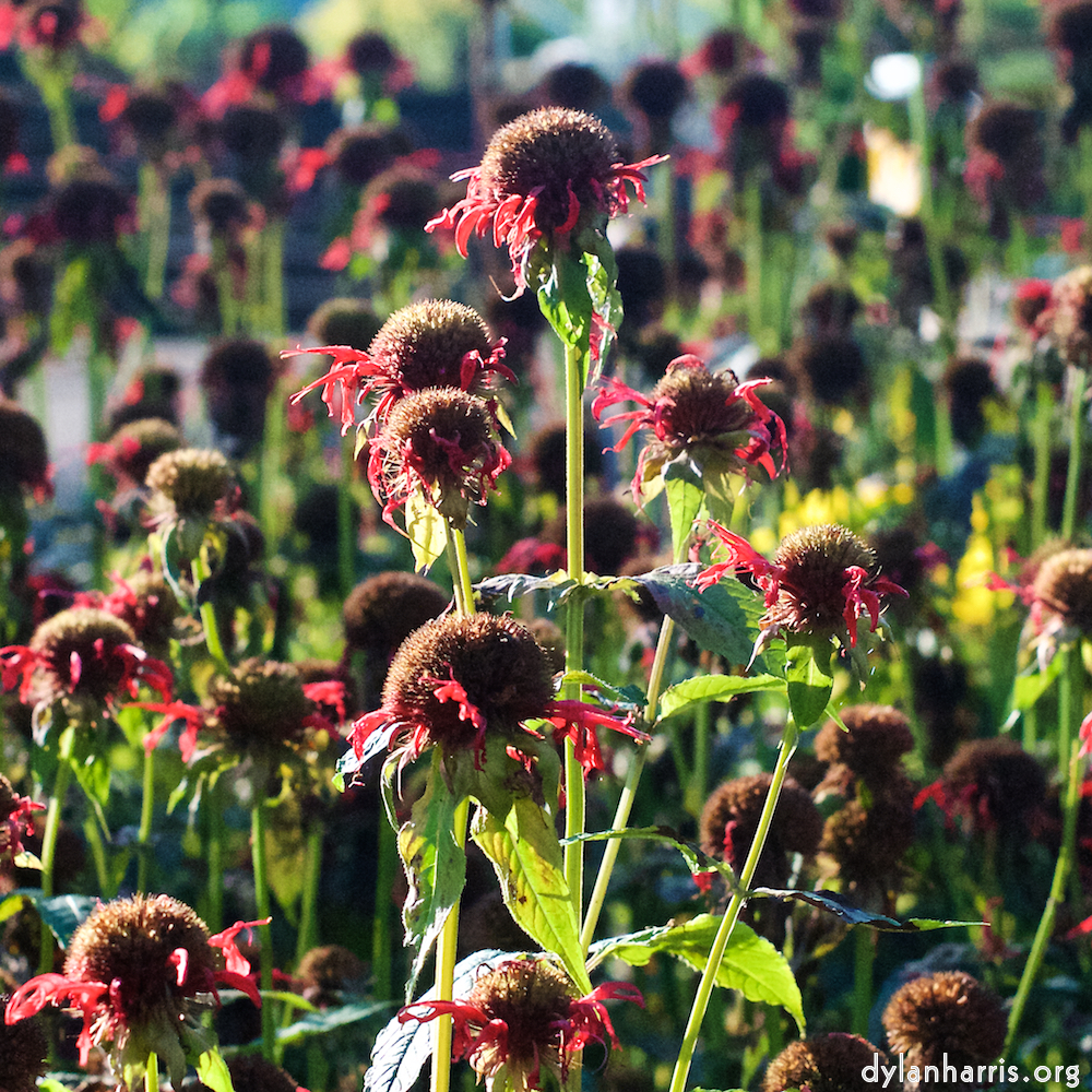 image: red queen