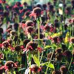 image: red flowers