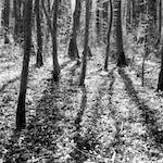 image: Image from the photoset ‘wood (xxxviii)’.