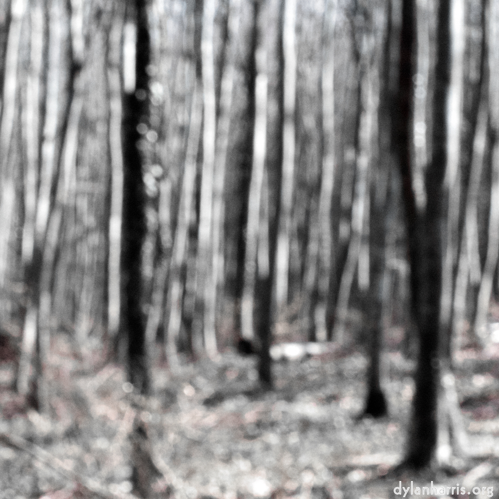 image: This is ‘wood (xxxix) 6’.