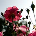 Image: Eighth image from the photoset 'escher blummen (lxxi)'.