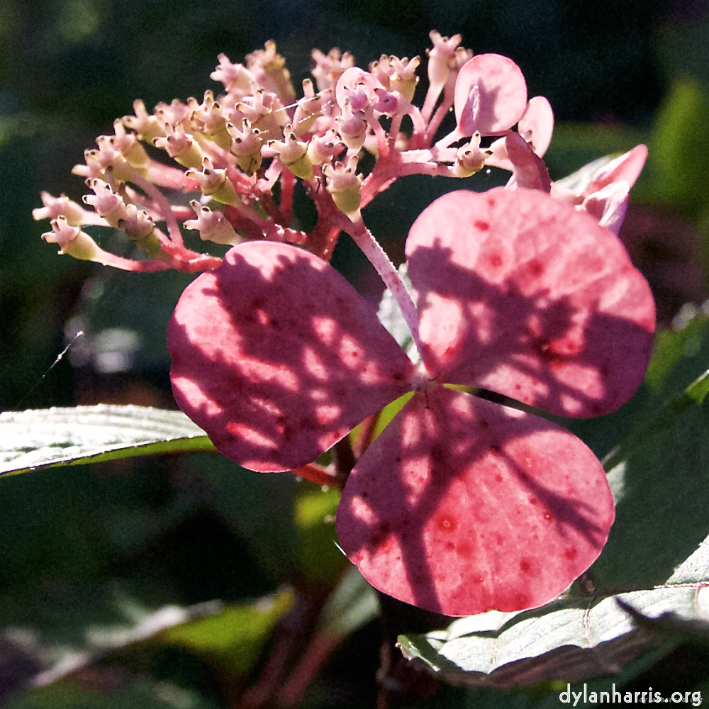 image: Six flowers and a parc photosets.