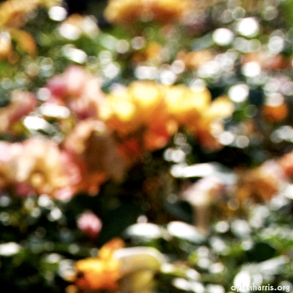 image: Voici ‘fleurs d’esch (lxxvi) 4’.