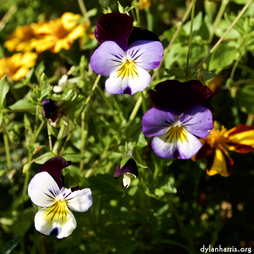 image: Voici ‘fleurs d’esch (lxxvi) 7’.