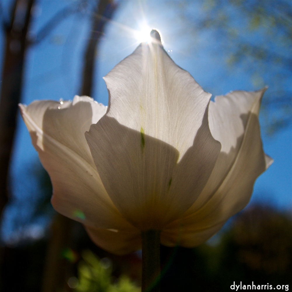 image: Eight photosets of beautiful spring flowers