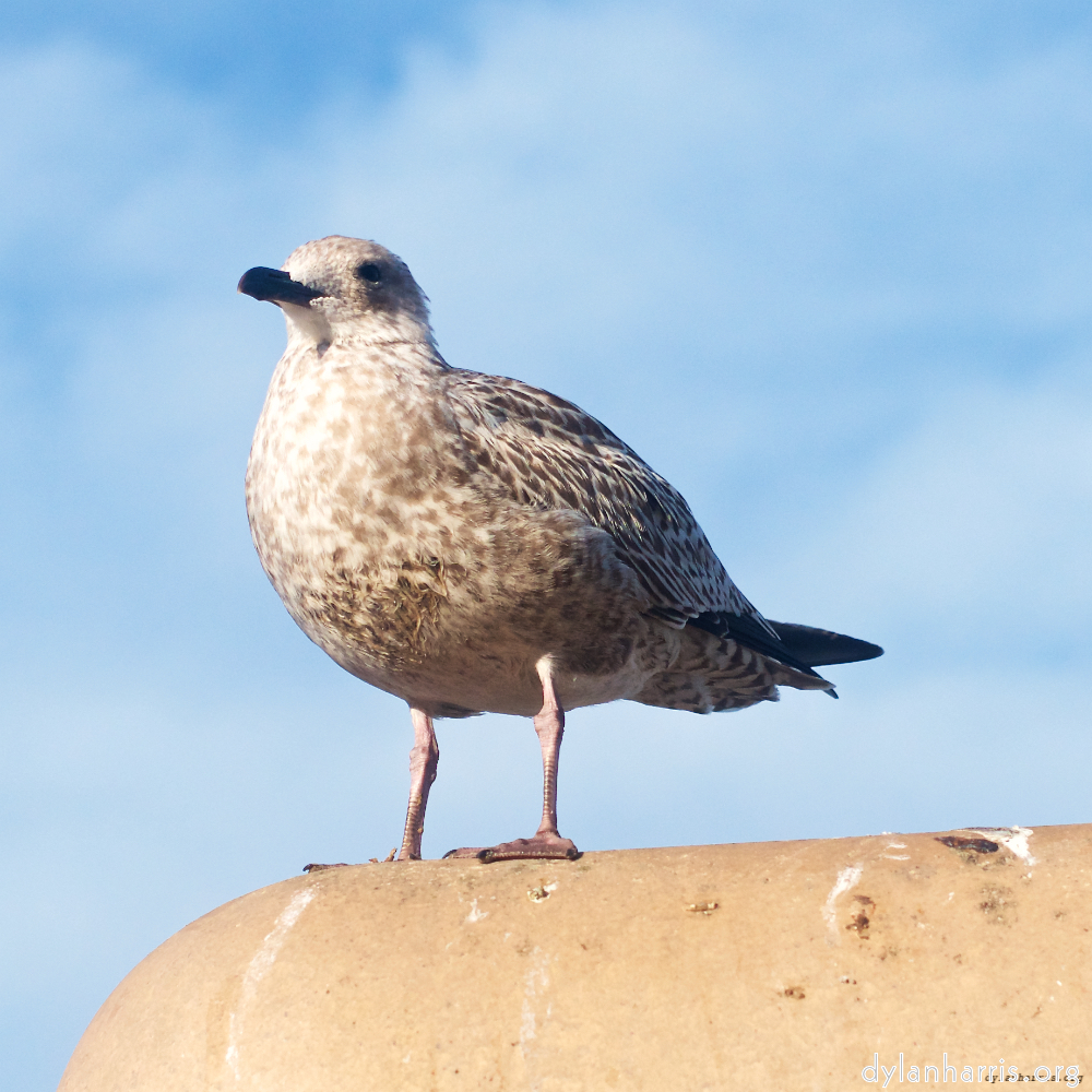 Image: Image 'blackpool (ii) 2'.