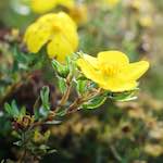 image: Image from the photoset ‘flower (viii)’.