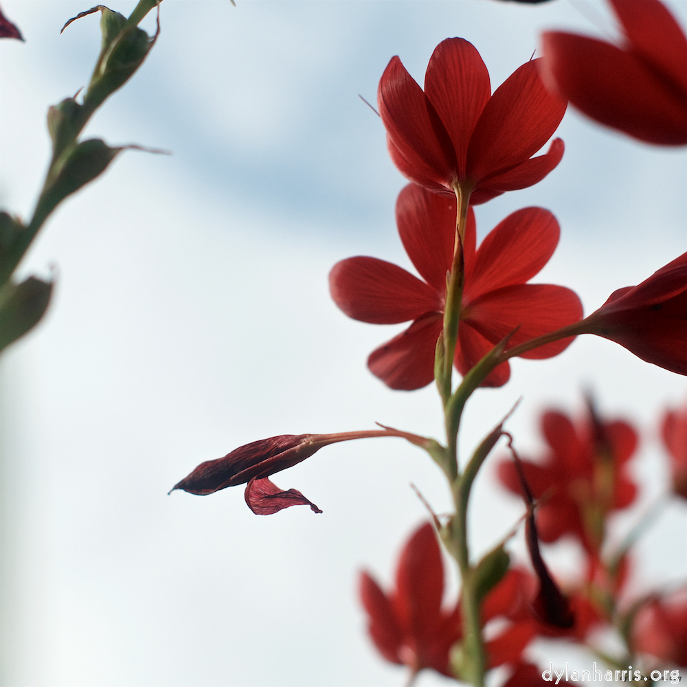 image: flower