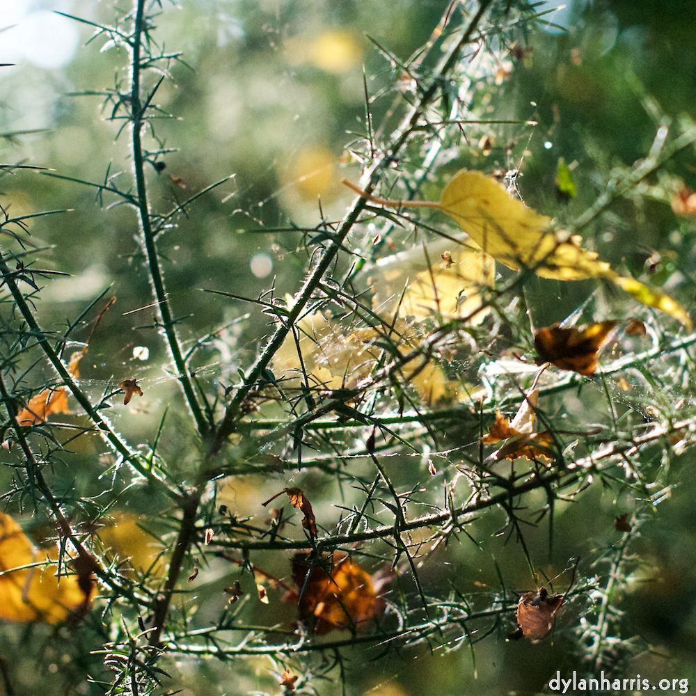 image: a windows 10 explorer flower