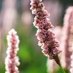 Image: Sixth image from the photoset 'flower (x)'.