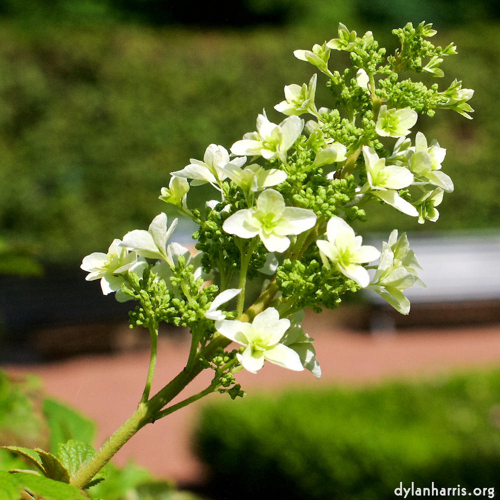 Image 'flower (xxii) 4'.