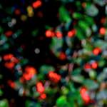 image: Image from the photoset ‘parc (v)’.