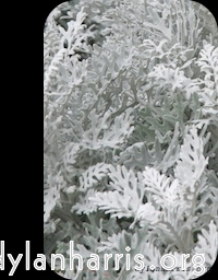 Image 'front (ii) 1'.