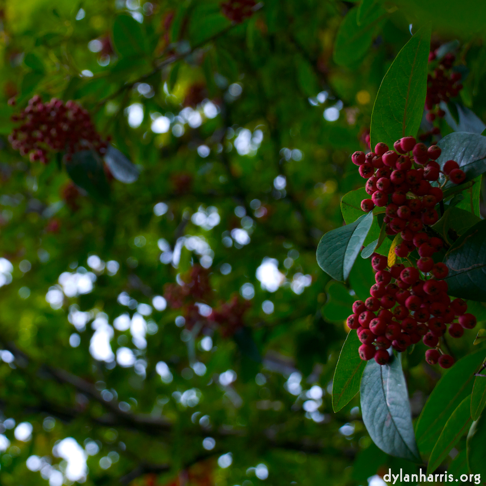 Image: Image 'leaf (ii) 1'.