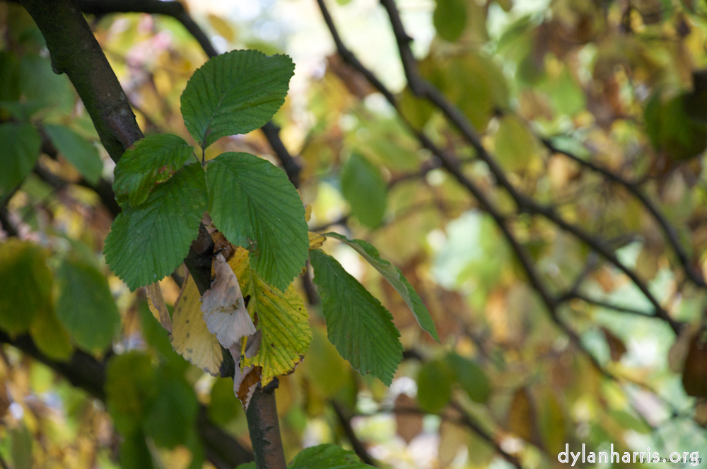 Image: Image 'leaf (ii) 7'.