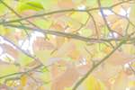 Third image from the photoset 'leaf (ii)'.