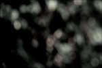 Fifth image from the photoset 'leaf (ii)'.