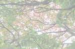 Eighth image from the photoset 'leaf (ii)'.