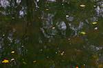 Sixth image from the photoset 'water (i)'.