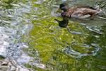 Seventh image from the photoset 'water (i)'.