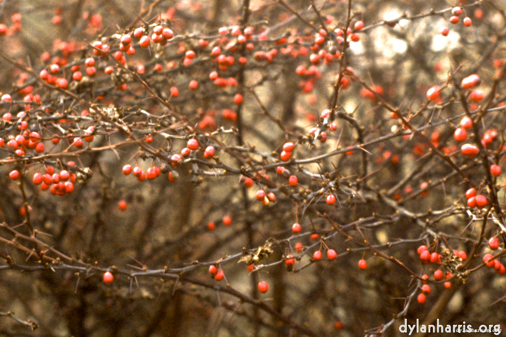 Image: Inedible berries