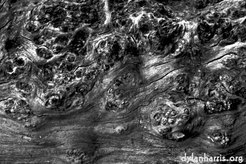 Image: Image 'texture (iii) 4'.