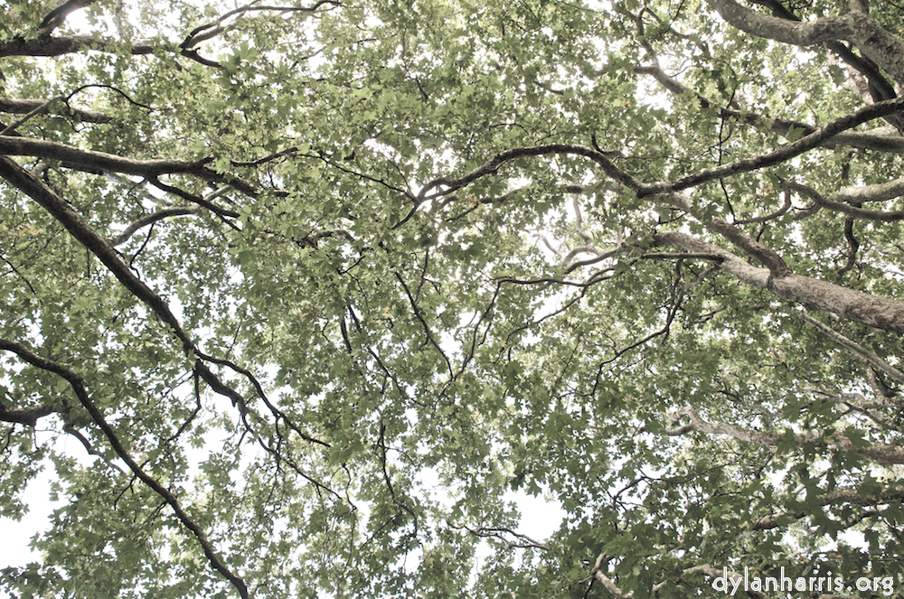 Image 'leaf (i) 1'.
