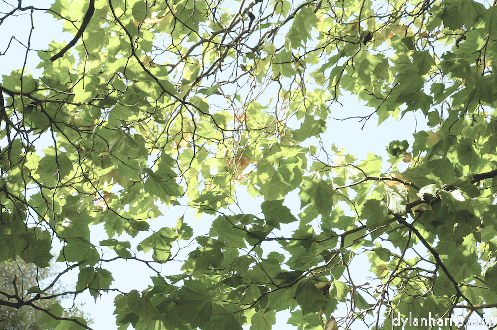 Image 'leaf (i) 2'.