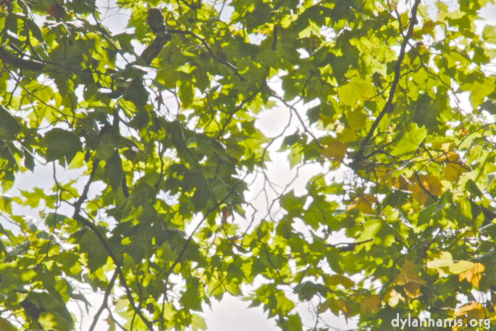 Image: Image 'leaf (i) 4'.