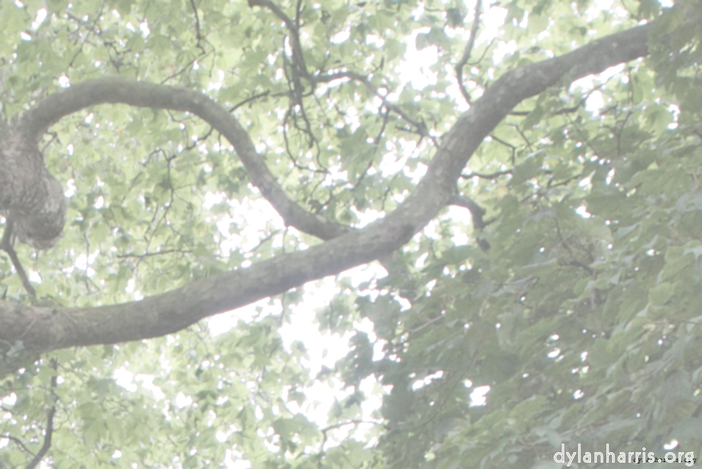 Image: Image 'leaf (i) 5'.