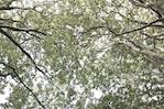 Image: First image from the photoset 'leaf (i)'.