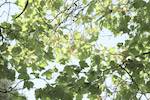Image: Second image from the photoset 'leaf (i)'.