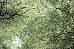 Image: Third image from the photoset 'leaf (i)'.