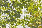 Image: Fourth image from the photoset 'leaf (i)'.
