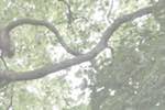 Image: Fifth image from the photoset 'leaf (i)'.