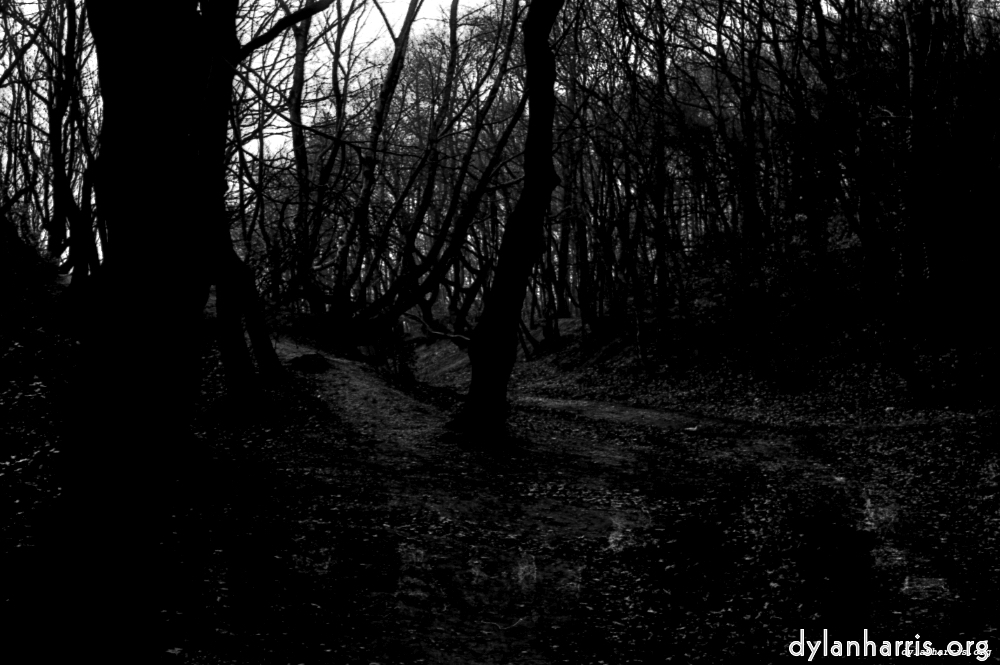 Image 'woods 1'.