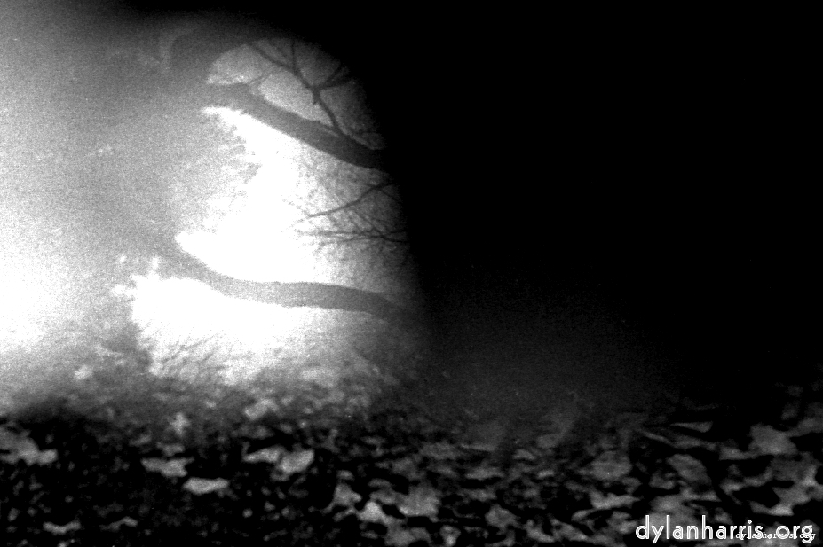 Image 'woods 4'.