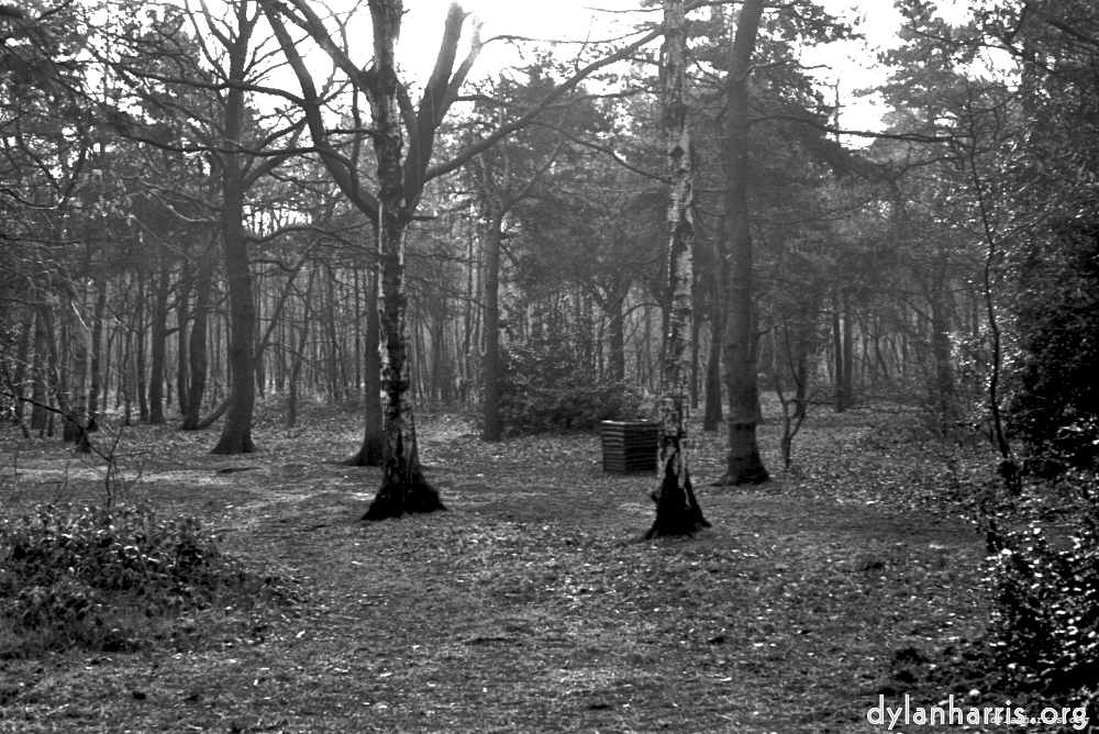 Image 'woods 5'.
