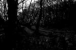 First image from the photoset 'woods'.