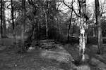 Second image from the photoset 'woods'.