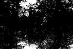 Third image from the photoset 'woods'.
