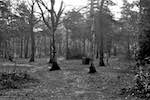 Fifth image from the photoset 'woods'.