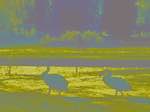 Fifth image from the photoset 'wurm im apfel (ii)'.