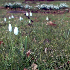 image: snowdrops