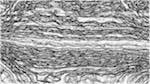 image: an image