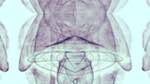 Eighth of 'reflets — msg — processing effects 1 anim test 1'.