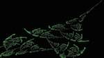 Third of 'reflets — msg — abstract attractors plant forms'.